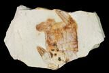 Miocene Pea Crab (Pinnixa) Fossil - California #141615-1